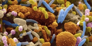 gut-bacteria-11